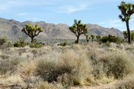 Cholla Cactus Garden desert joshua tree national park