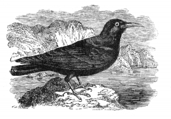 chough engraved bird illustration