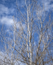 clear winter day blue sky leafless tree