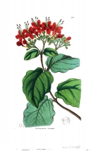 clerodendron flower illustration