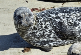 closeuo of black white spotted seal on beach