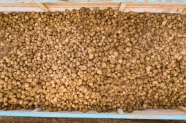 Closeup aerial view truck filled with potato harvest
