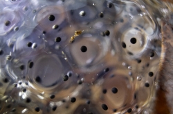 closeup Amphibian Eggs