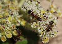 closeup ants on a flower
