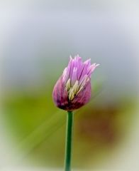 closeup flower of onion plant