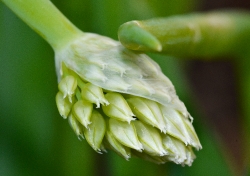 closeup flowering onion plant photo 4242b