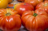Closeup fresh ripened heirloom tomatoes