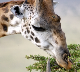 closeup giraffe eating leaves tree tops kenya africa