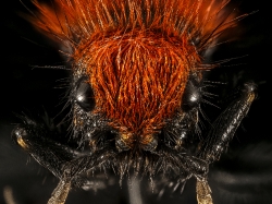 closeup macro of velvet ant