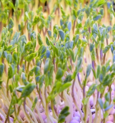 closeup microgreen pea sprouts growing in small tray
