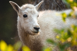 closeup Mountain Goat