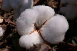 Closeup of cotton plant in field