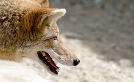 closeup of coyote 728