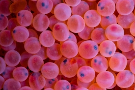 Close-up of eggs from Rainbow trout
