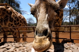 closeup of giraffe face kenya