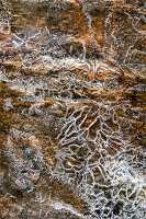 closeup of ice spiders on rock