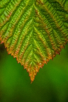 Closeup of leaf fall foliage montana