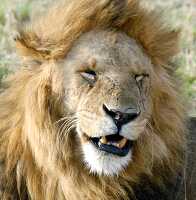 closeup of male lion kenya africa picture