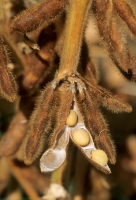 Closeup of mature soybeans 2