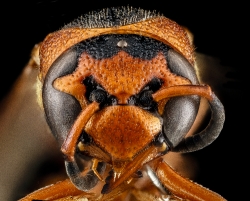 closeup of orange wasp species