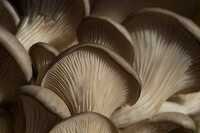Closeup of oyster mushroom 2