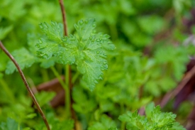 closeup of parsley in garden