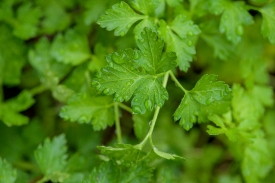 closeup of parsley leaf in garden