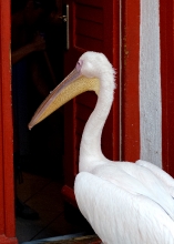 closeup of pelican standing at doorway of store in myconos greec