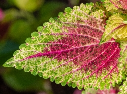 closeup of pink green yellow coleus leaf