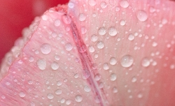 closeup of rain drops on tulip leaf