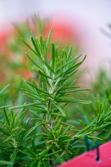 closeup of rosemary herb in garden