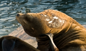 closeup of seal resting on pier san francisco