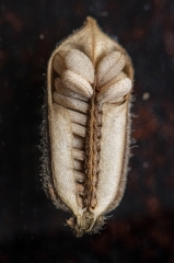 closeup of Sesame seeds in their capsule