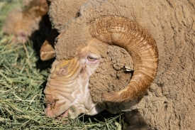 closeup of sheep with curled horns eating hay on farm