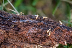 closeup of termites