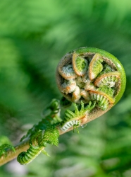 closeup of the uncurling of fern frond