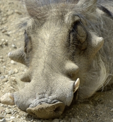 closeup of warthog