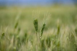 Closeup of wheat with field in background