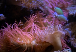 closeup photo of small fish swimming in sea anemomes