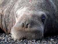 closeup photo of walruses on shore alaska