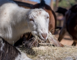 closeup photo of white goat with mouthful of hay image