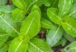 closeup smooth articulate vinca plant leaves