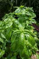 Closeup sweet basil plant