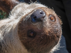 closeup upside down sloth face
