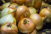 Closeup vidallai onions on farm