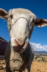 closeup view of sheep face on farm