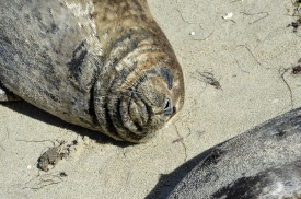 closeup view of sleeping brown seal on beach 