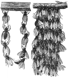 Cluster of Bees Illustration