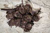 cluster of Indiana bats hibernating