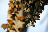clusters of monarch butterflies in Pismo Beach California